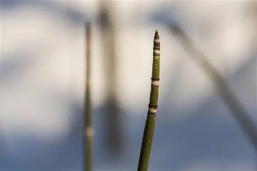 field horsetail seeds