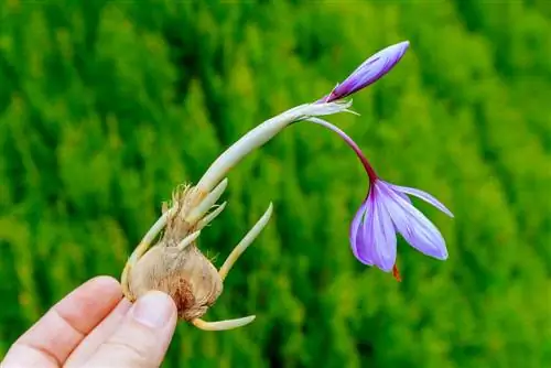 Transplantarea crocusului de toamnă: când și cum să o faceți corect