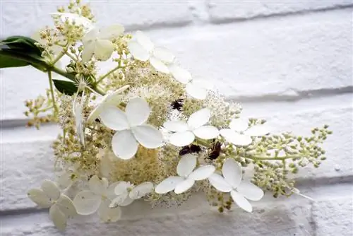 abejas hortensias