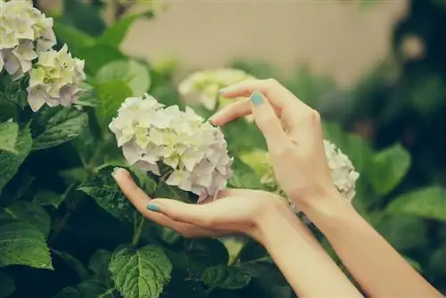 Hortensia: betydning i blomsterspråk og symbolikk