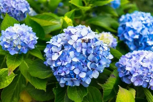 water hortensia's met asyn