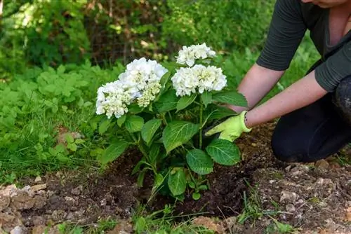 solo argiloso de hortênsia