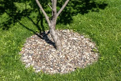 Cubrir el disco del árbol con grava.