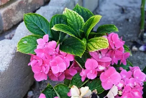 hortensia ljusgröna blad