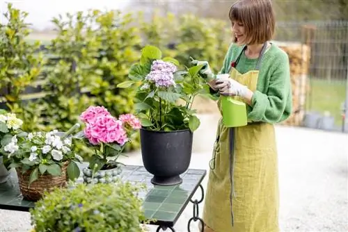 Sel d'Epsom pour hortensias : application & effet réussis