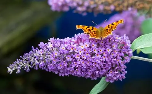 alternativë ndaj hydrangeas