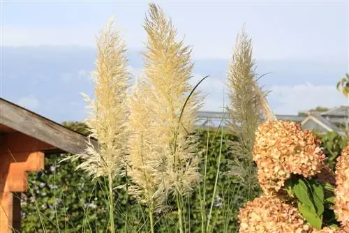 Capim-dos-pampas e hortênsias: como combinar as duas plantas