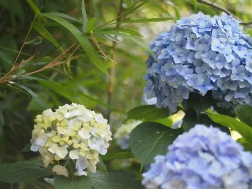 Kev sib cuam tshuam zoo heev: xyoob thiab hydrangeas hauv vaj