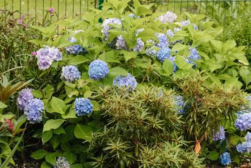 Rododendrons en hortensia’s samen planten