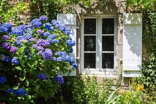 ¿Qué edad tienen las hortensias?