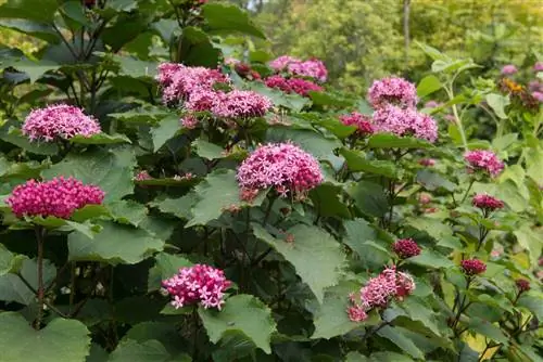 tumbuhan seperti hydrangea