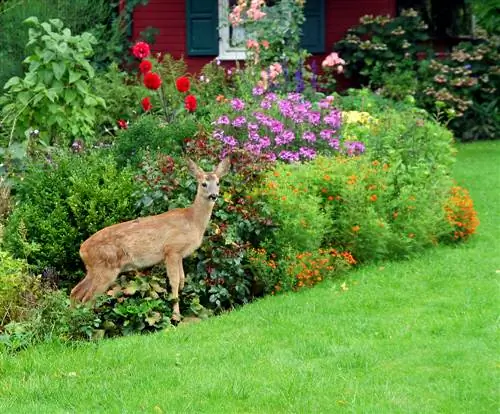 Spiser rådyr hortensia? Tips mot rådyrsurfing i hagen