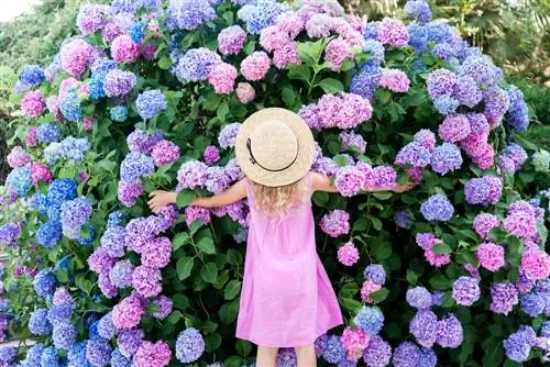 Shrinking hydrangeas: An overview of two effective methods