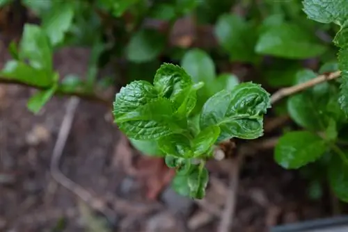 Hortensia's en vorstschade: kunnen ze herstellen?