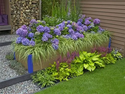 hydrangeas-in-raised-beds