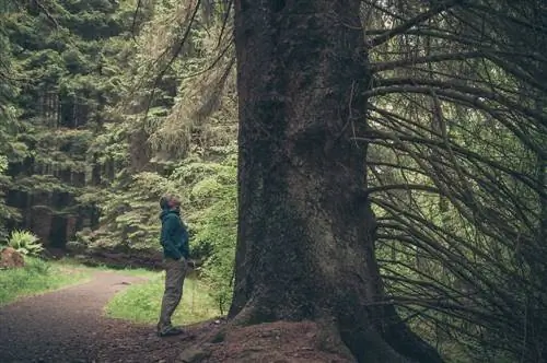 oak-beech-atau-spruce-yang-pohon-yang-terbesar