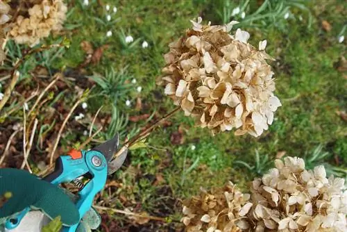 Cutting off hydrangeas: Instructions for a gentle method