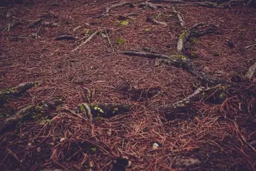 Tagliare le radici dell'abete rosso: come risolvere i problemi in giardino