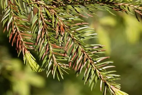 caratteristiche dell'abete rosso malato