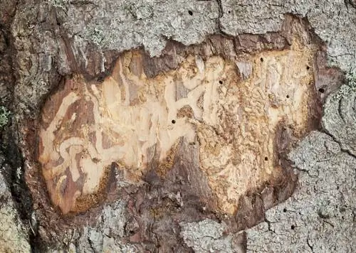 Paub bark beetle-spruce