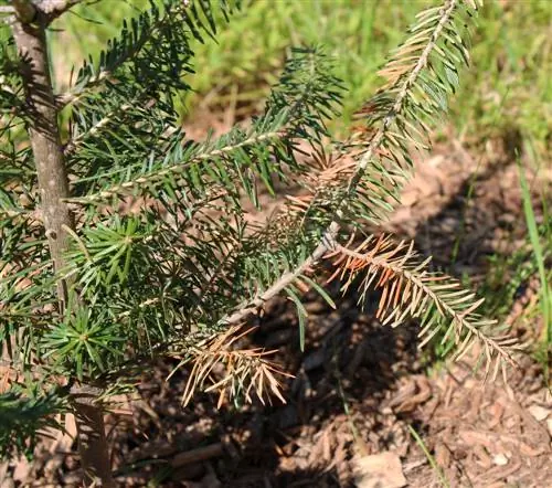 Spruce nyob rau lub caij ntuj qhuav qhuav: qhov tshwm sim & ntsuas