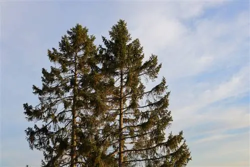 Vurenhout: Hoeveel kubieke meter zit er in de boom?