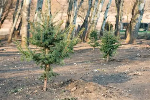 Teisingai pasodinkite egles: patarimai apie atstumą ir vietą