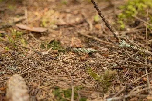 i-save ang tuyo-spruce