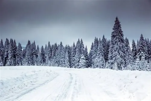 Abeto en invierno: así desafía el frío y las heladas