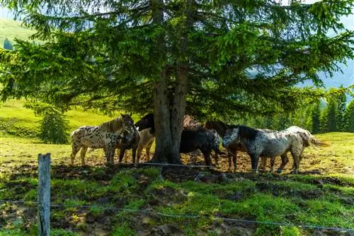 Da li je smreka štetna za konje? Rizici i alternative