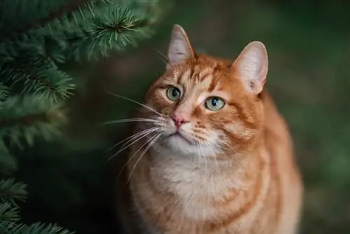 gran-giftig-för-katter