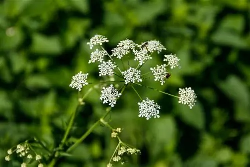 Greedweed ou vénéneux ? Connaître les caractéristiques distinctives importantes