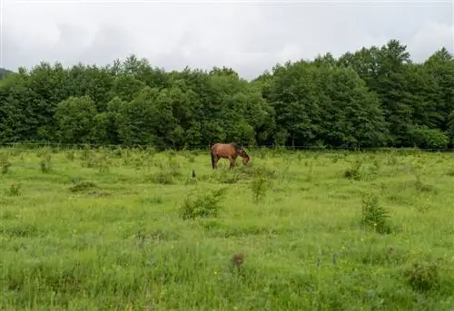 Les chevaux peuvent-ils manger des algues ? Avantages et faits