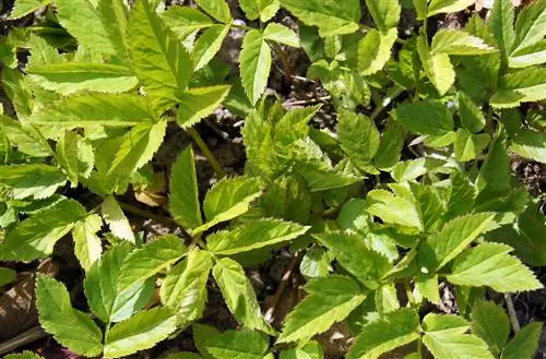 cog goosegrass