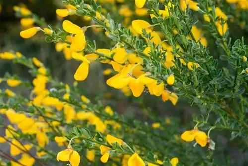 Gorse og flåter: Er der en sammenhæng?