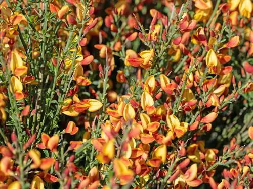 Colorful gorse: yellow, red, pink and more