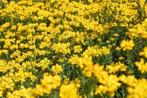 gorse farge