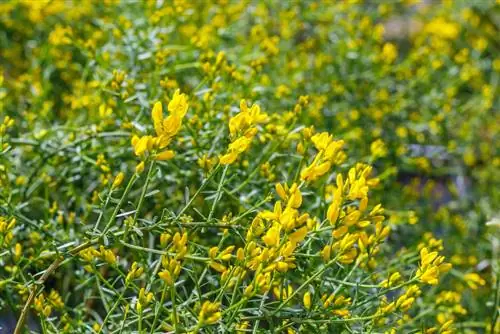 Gorse and cats: Planting in the garden without hesitation?