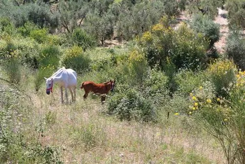 Gaspeldoorn: giftig voor paarden? Alles over mogelijke gevaren