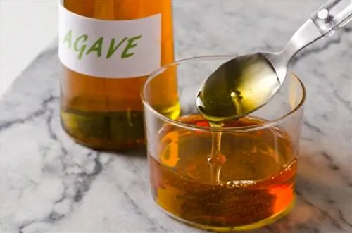 agave food