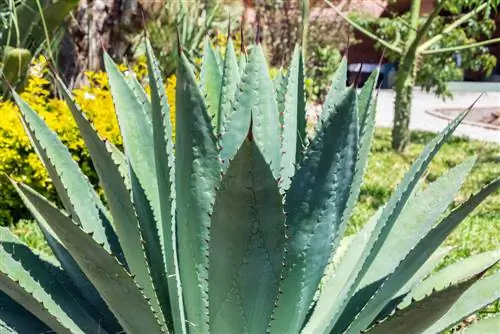 proprietà curative dell'agave