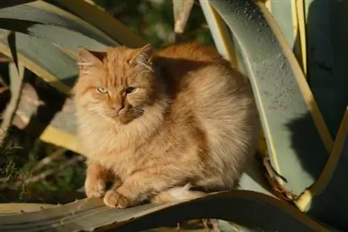 agave-poisonous-for-cats