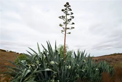 agave tequilana-bloemen