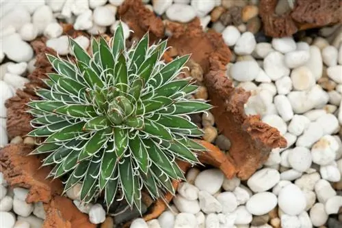 Mini agaves para sa palayok: Magagandang kulay at gawi sa paglaki