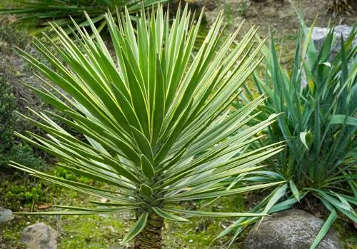 agave yucca