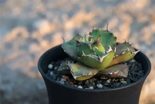 Agave turning brown? The most common causes & solutions