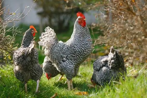 Vyšnių lauras ir vištos: toleruotina ar pavojinga?