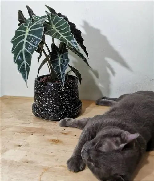 Alocasia y gatos: Peligro de veneno para la pata de terciopelo en el hogar