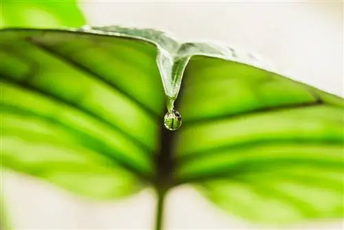 gocciolante di alocasia