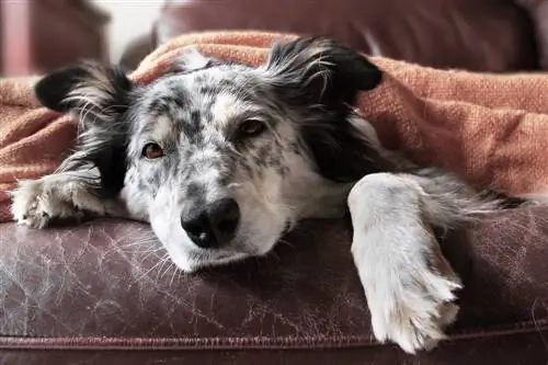 Laurel cerezo en el jardín: ¿peligroso para los perros o inofensivo?